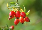 ROSE HIPS.JPG